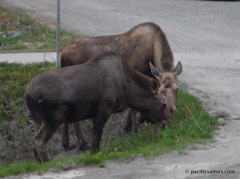 Moose in Girdwood